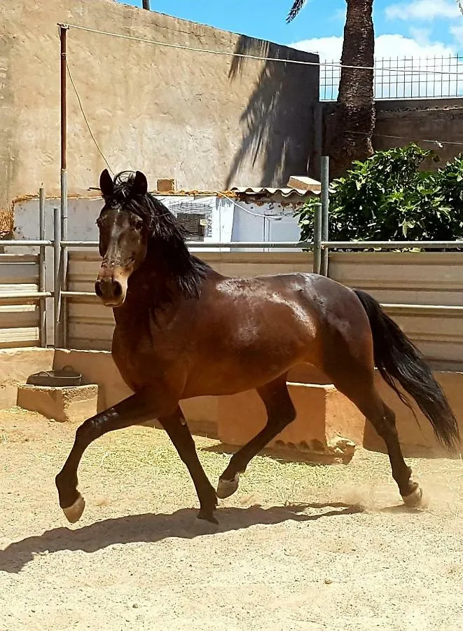 דירות Agüimes La Cuadra Finca El Calabres